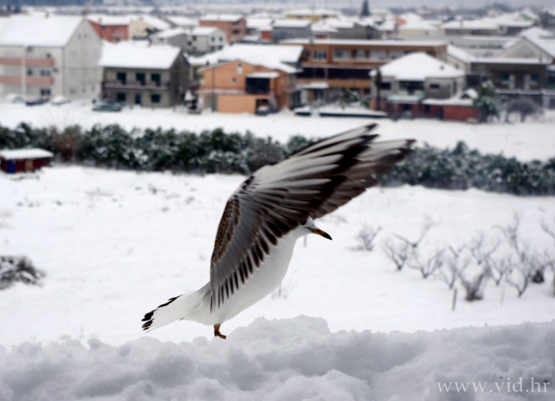 galebovi (8)